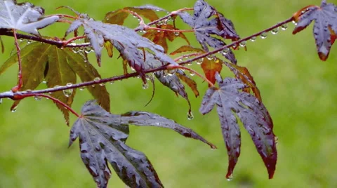 Maple leafs (Acer Palmatum) Stock Footage 1032032