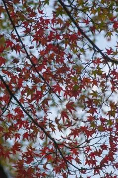 Maple leafs against the blue sky 写真素材