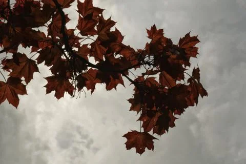 Maple leafs against the sky with clouds Stock-Fotos