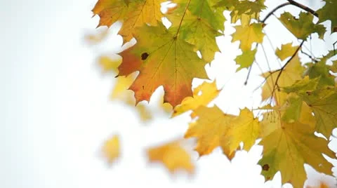 Maple leafs in autumn Video stock 12243494