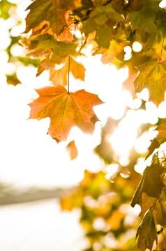 Maple leafs in the autumn sun bright glowing Stock Photos