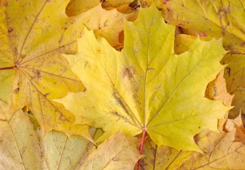 Maple leafs close-up. Stock Photos