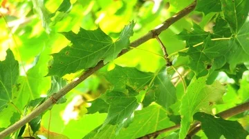 Maple leafs 库存影片 85684583