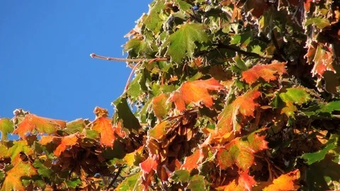 Maple leafs 库存影片 85684594