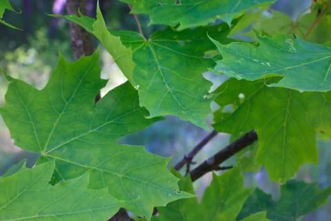Maple leafs Stock Photos
