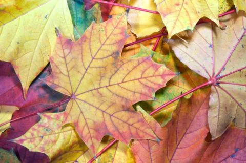 Maple leafs Stock Photos