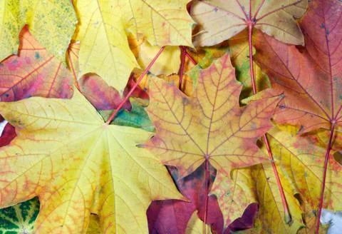 Maple leafs Stock Photos