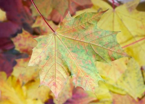 Maple leafs Stock Photos