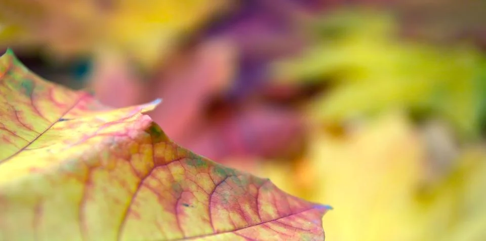 Maple leafs Stock Photos