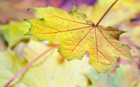 Maple leafs Stock Photos