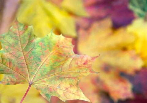 Maple leafs Stock Photos