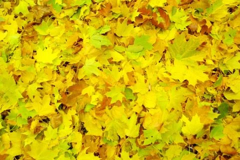 Maple leafs Stock Photos