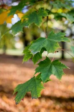 Maple leafs Stock Photos