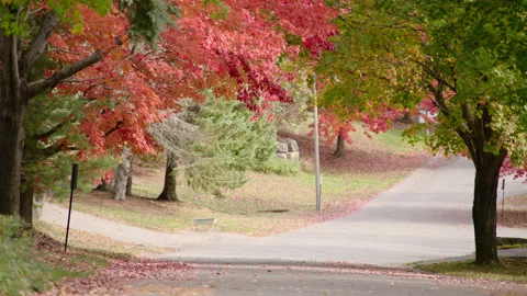 Maple leafs road, Autumn leafs touched by wind, foliage, Fall season, trees Stock Footage 155723492