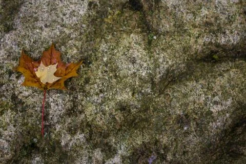 Maple leafs on a rock - background Stock Photos
