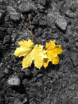 Maple leafs on the water Foto stock