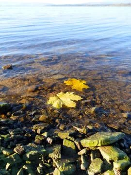Maple leafs on the water1 Stock Photos