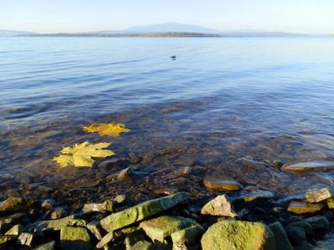 Maple leafs on the water2 Foto stock