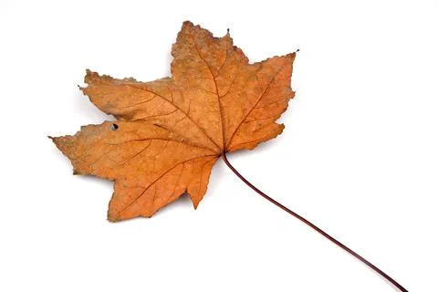 Maple leave close up isolated on white background Stock Photos