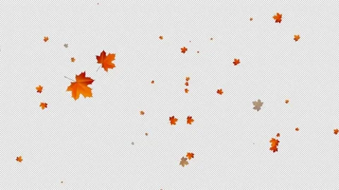 Maple Leave Fall Stock Footage 227345080