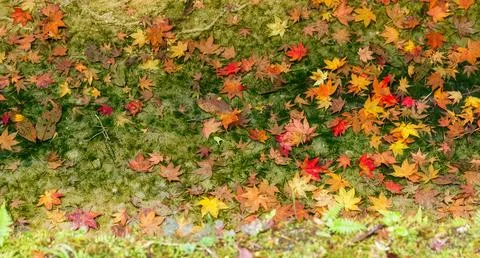 Maple leave on ground Stock Photos