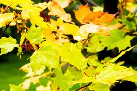 Maple leave with rain drops Stock Photos