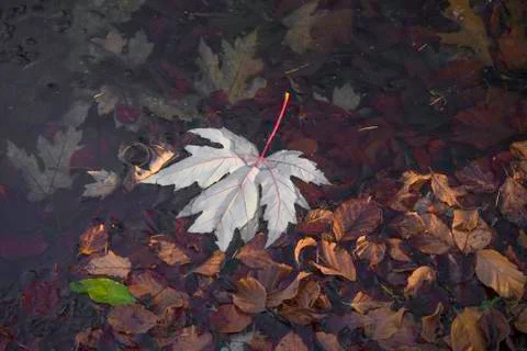 Maple leave in water Stock Photos