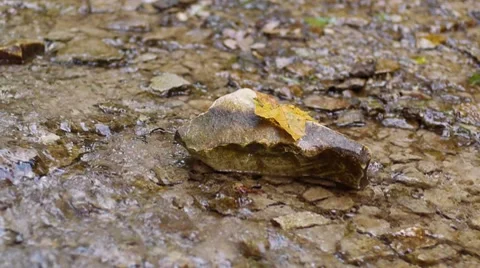 Maple leave on water spring 스톡 동영상 8601033