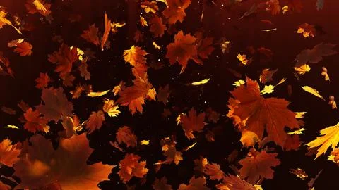 Maple Leaves 01 Stock Photos