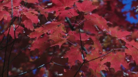 Maple Leaves 2 Stock Footage 8991616