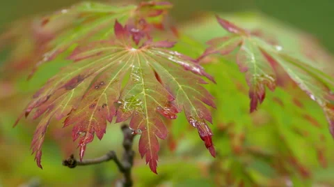 Maple Leaves After Rain at Butchart Gardens Stock Footage 42127167