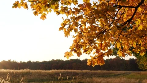Maple leaves against the background of forest and light sky. Stock Footage 291511841
