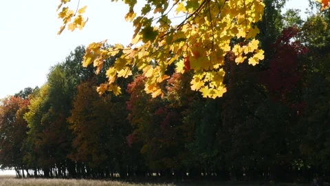 Maple leaves against the background of trees and light sky. Stock Footage 290112874