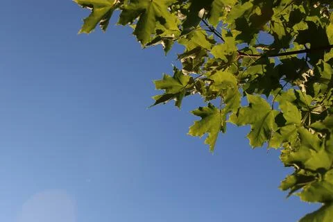 Maple leaves against the sky 写真素材