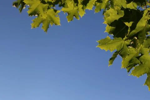Maple leaves against the sky various objects of the summer season in the b... Foto stock