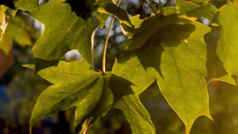 Maple leaves against the sun Stock Footage 282259974
