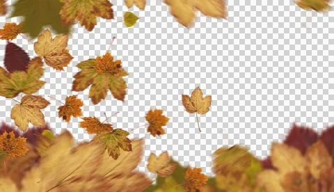 Maple leaves against white background 库存插图