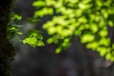 Maple leaves and branches backlit by warm light, green bokeh background, mo.. 库存照片