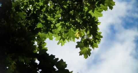 Maple leaves and clouds Stock Footage 318089780