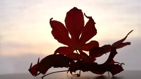 Maple leaves and evening. Stock Footage 280440710