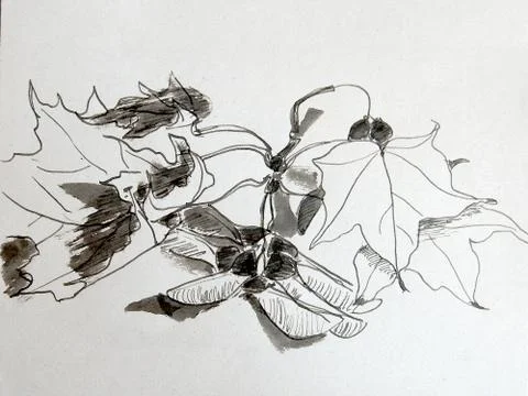 Maple leaves and fruit, graphic black and white drawing, botanical sketch on  Illustrazione stock