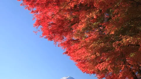 Maple Leaves and Mount Fuji Vídeos de archivo 330289258