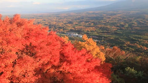 Maple Leaves and Mount Fuji at Dusk 库存影片 330292437