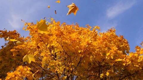 Maple leaves and seeds fall down from tree, whirl in air Stock Footage 96352885