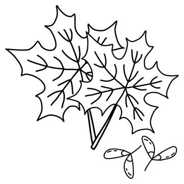 Maple leaves and seeds or helicopters, autumn design element, doodle style flat Stock Illustration