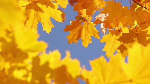 Maple leaves and sky Stock Footage 106453028
