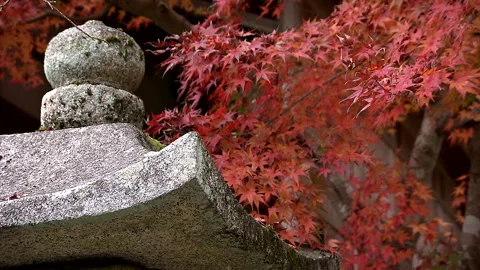 Maple Leaves and Stone Lanterns Stock Footage 327580725