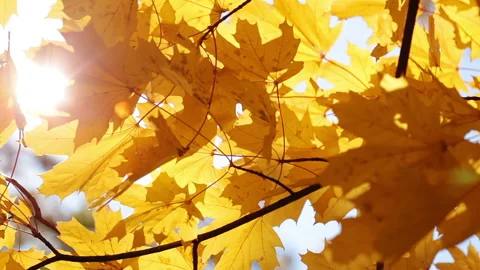 Maple leaves and sun 動画素材 106452995