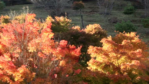 Maple Leaves and Sunbeams Vídeo Stock 330274417