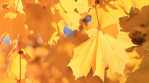Maple leaves and sunlight close up Stock Footage 97126181